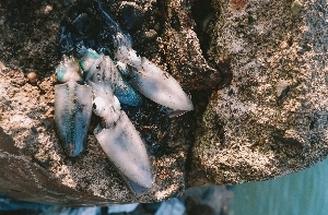 Squid Dissection with The Center for Aquatic Sciences